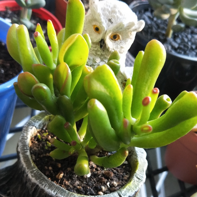 Plant image Crassula ovata 'Red Coral'