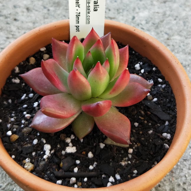 plant image 1129689