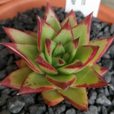 Echeveria Agavoides Red Edge