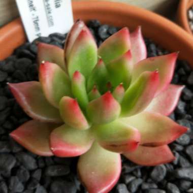 Echeveria Agavoides Frank Reinelt