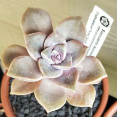 Graptopetalum Purple Delight syn. Graptopetalum Snow White