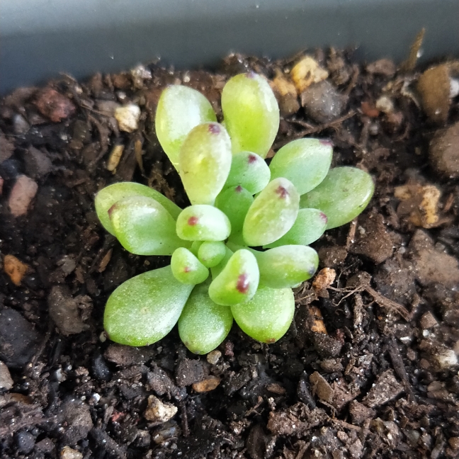 Plant image Graptopetalum Pachyphyllum