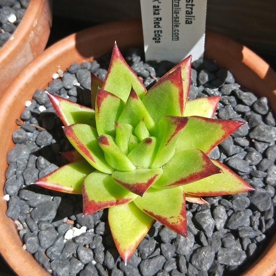 plant image 1172749