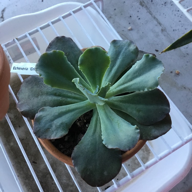 Plant image Echeveria Crinoline