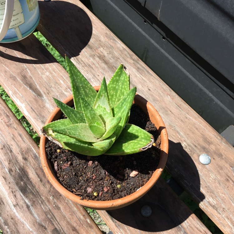 Plant image x Gasteraloe 'Green Gold'