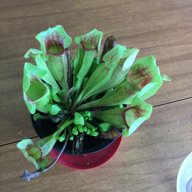 Plant image Sarracenia 'Bug Bat'