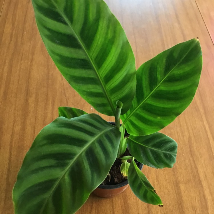 Plant image Goeppertia zebrina syn. Calathea zebrina