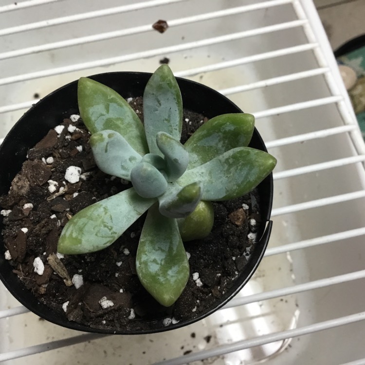 Plant image xSedeveria Blue Giant