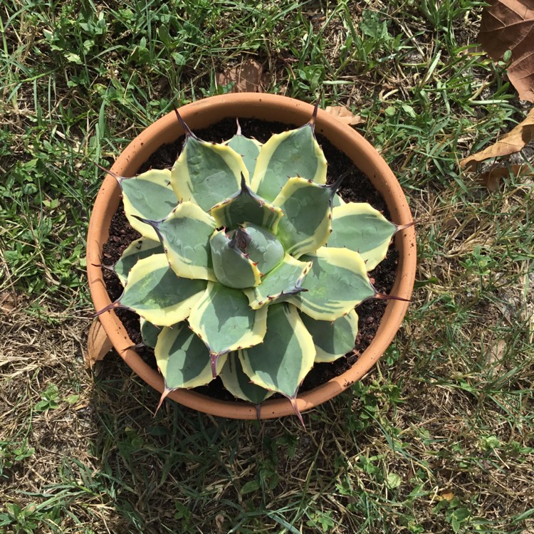 Plant image Agave Applanta Cream Spike