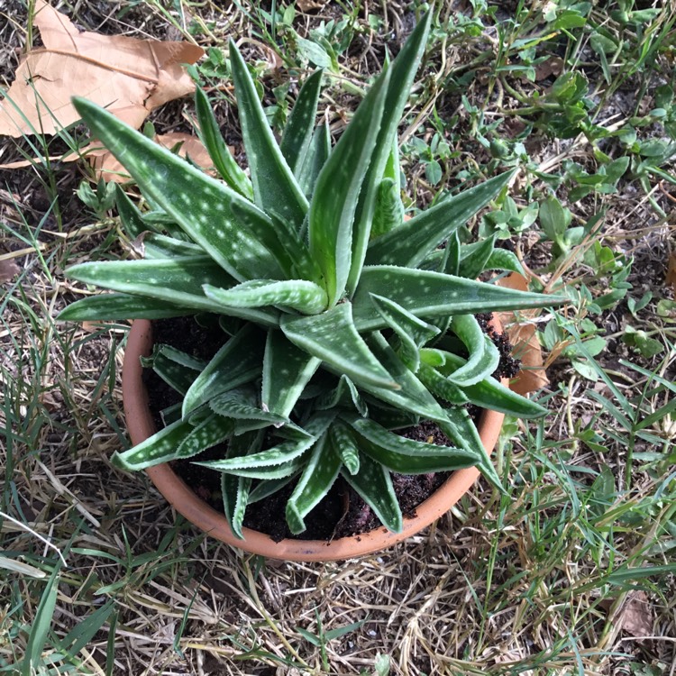 Plant image Gasteraloe Aloe Descoingsii x Gasteria Caespitosa