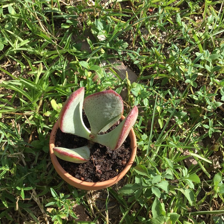 Plant image Crassula Arborescens subsp. Arborescens