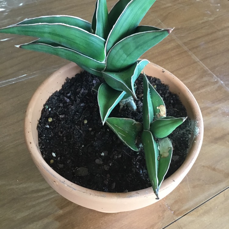 Plant image Sansevieria ehrenbergii