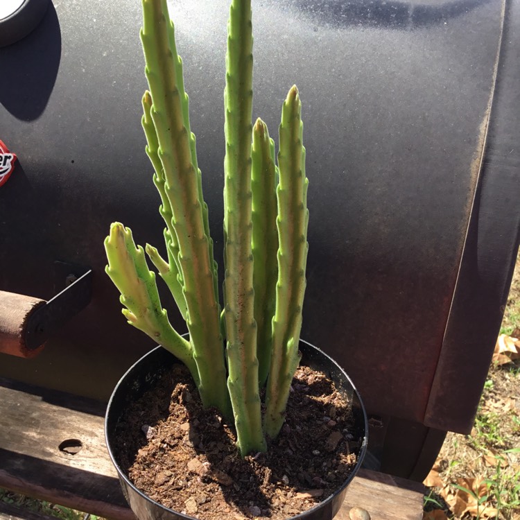 Plant image Stapelia Leendertziae