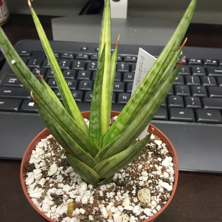 Plant image Sansevieria francisii variegated