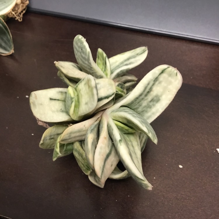 Plant image Gasteria gracilis f.variegata