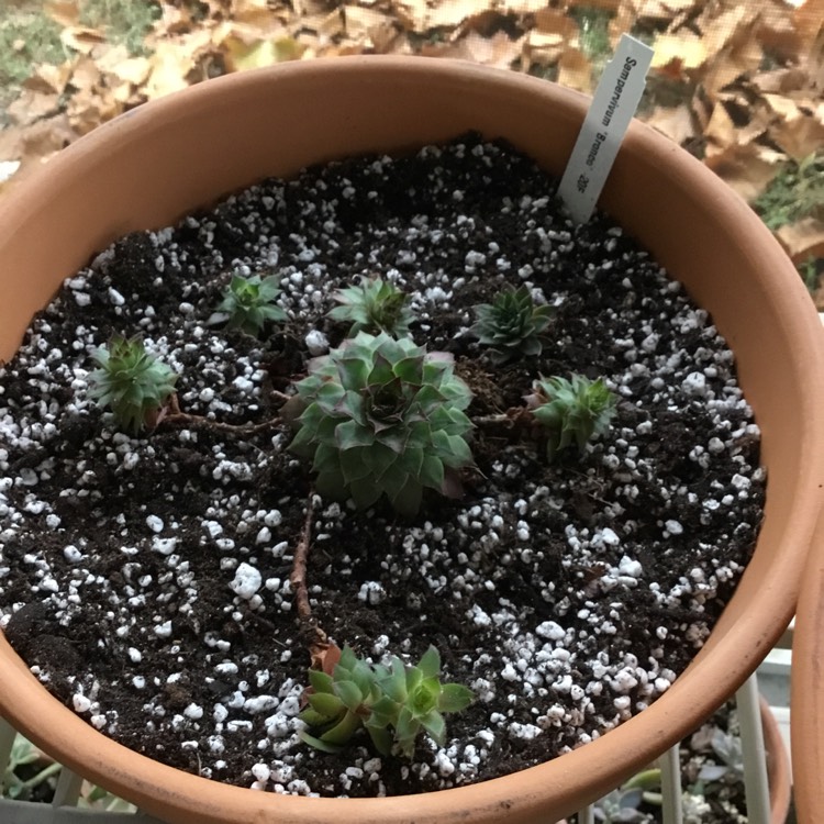 Plant image Sempervivum Bronco