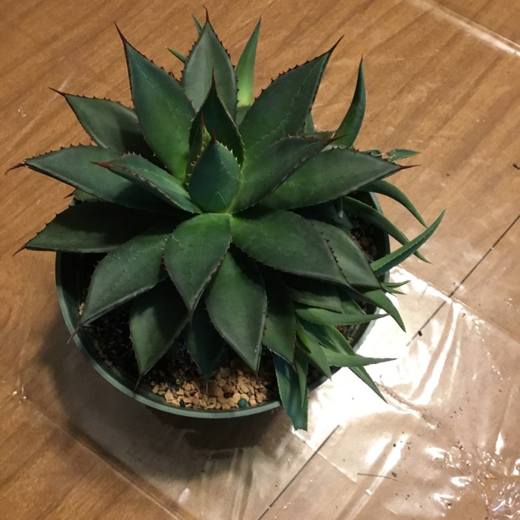 Plant image Agave 'Blue Glow'