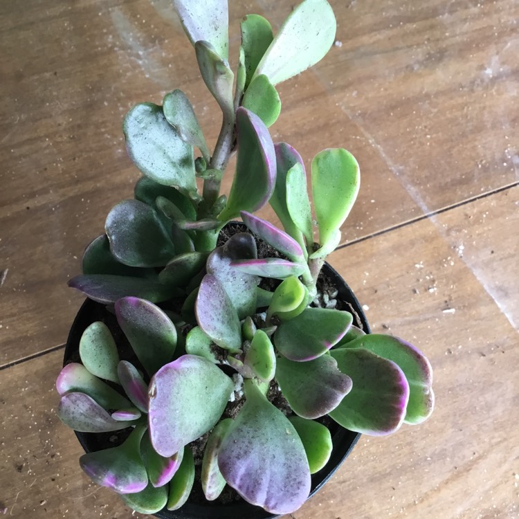 Plant image Senecio Jacobsenii Variegata