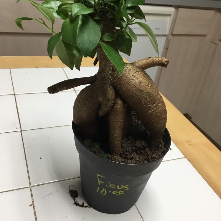 Plant image Ficus retusa (Bonsai)