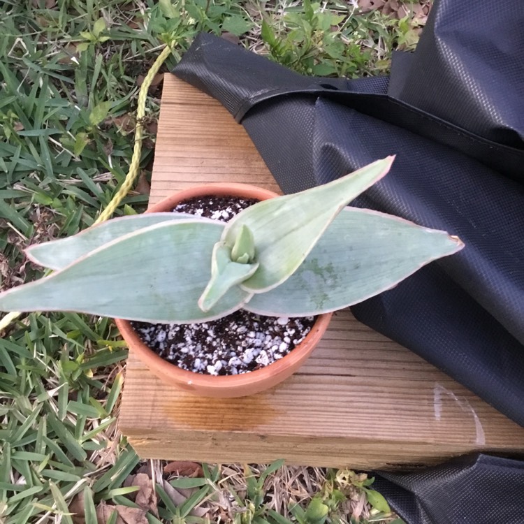 Plant image Aloe Striata