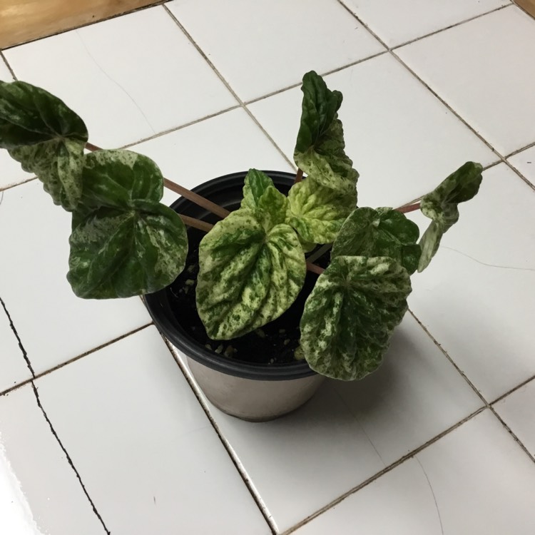 Plant image Peperomia caperata 'Emerald Ripple'