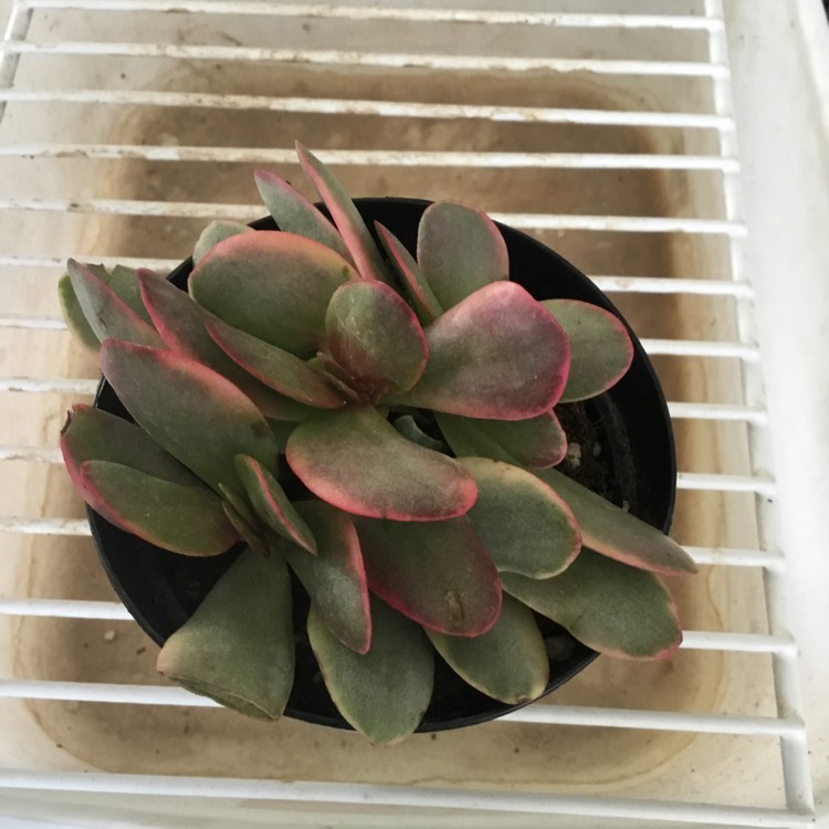 Plant image Crassula platyphylla variegated