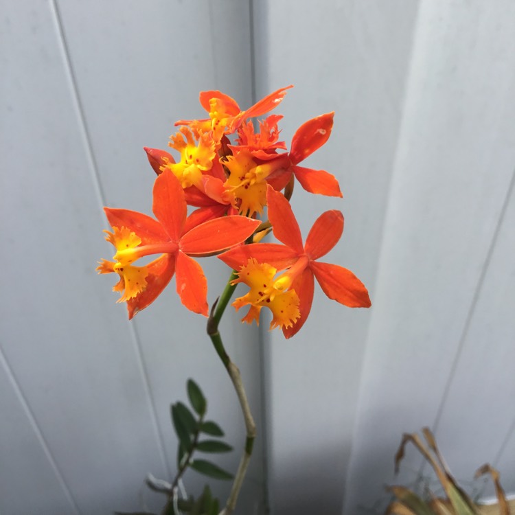 Plant image Epidendrum Radicans