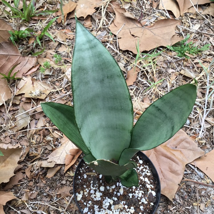 Plant image Sansevieria Moonshine