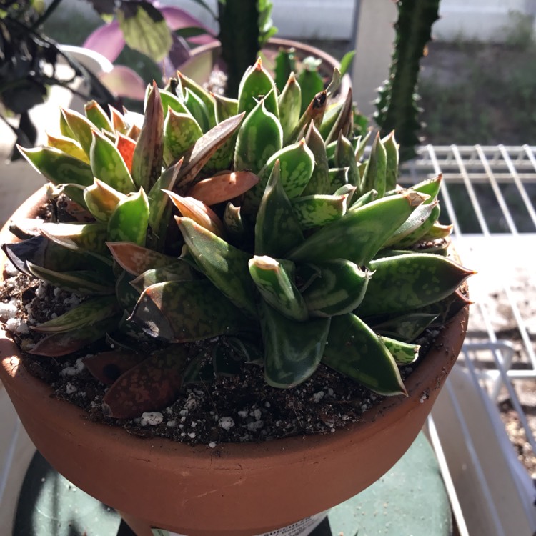 Plant image Gasteria Liliputana