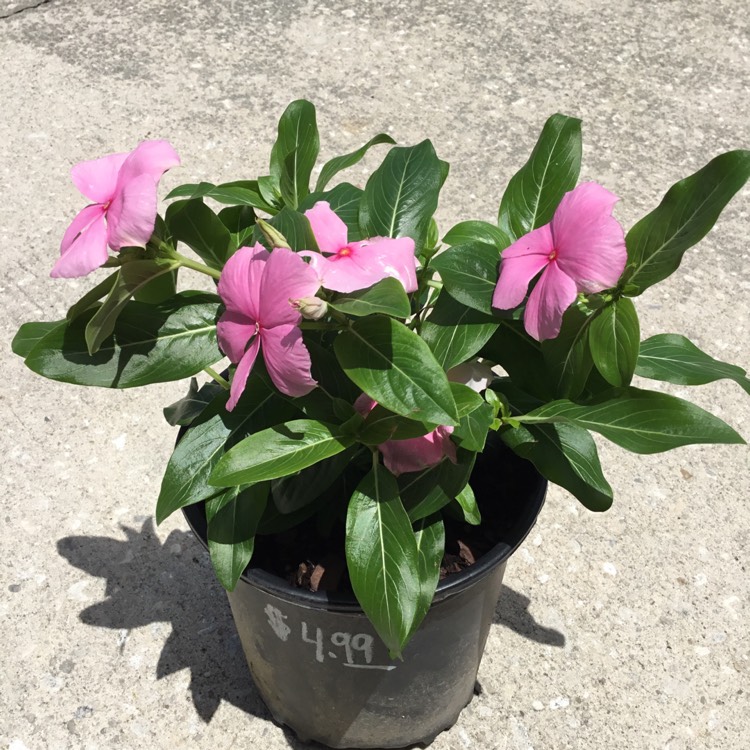 Plant image Catharanthus roseus 'Cora XDR Light Pink'