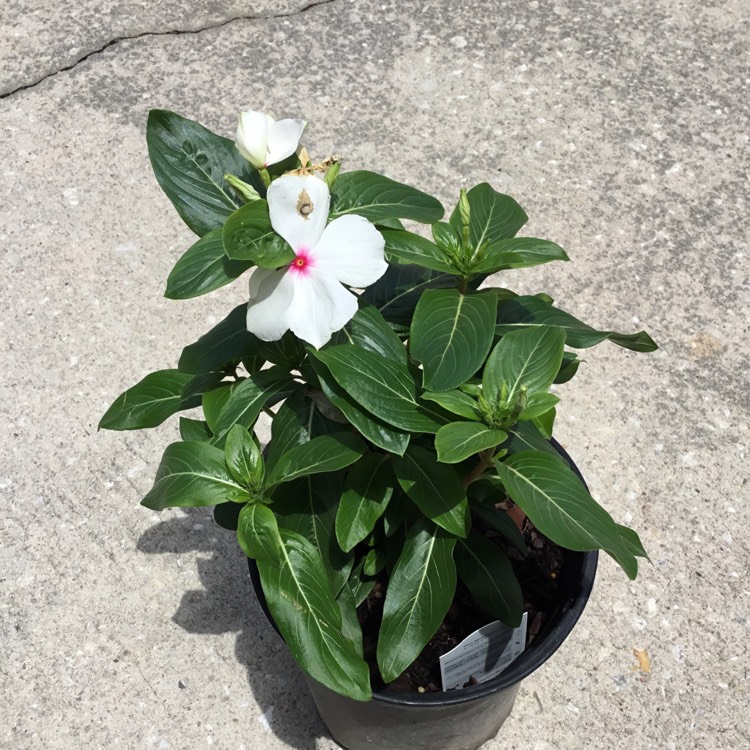 Plant image Catharanthus roseus 'Cora XDR Polka Dot'