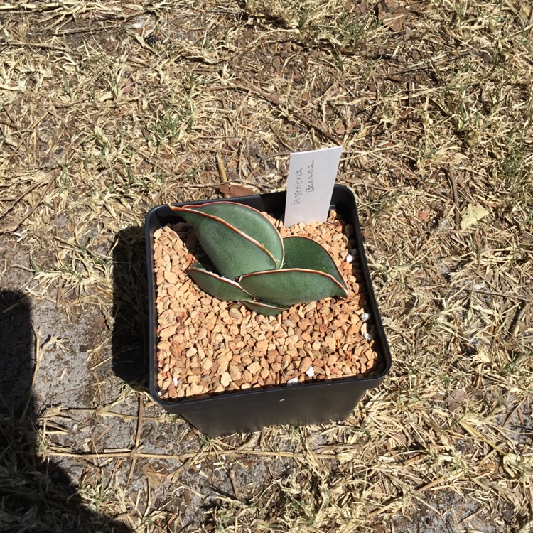 Plant image Sansevieria ehrenbergii 'Banana'