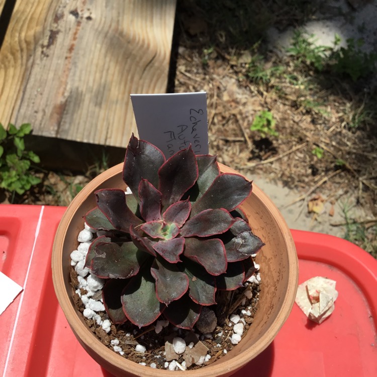 Plant image Echeveria Autumn Flame