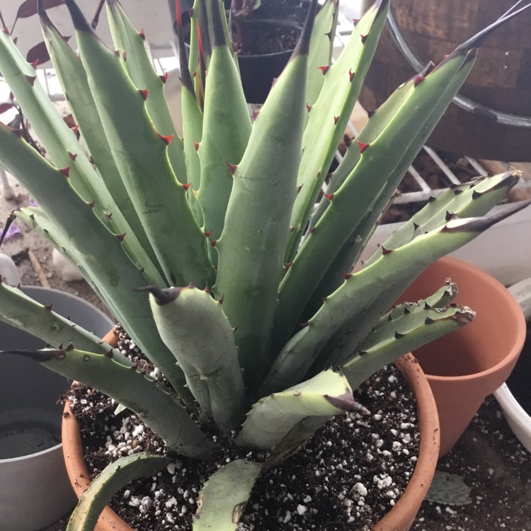 Plant image Agave Macroacantha