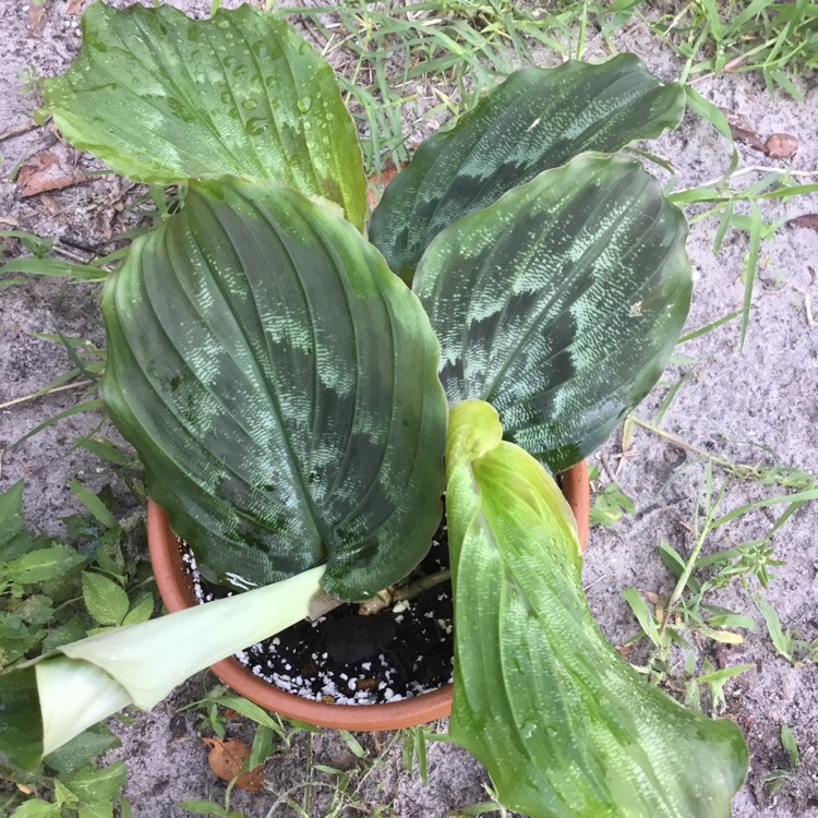 Plant image Kaempferia Pulchra 'Silver Dust'