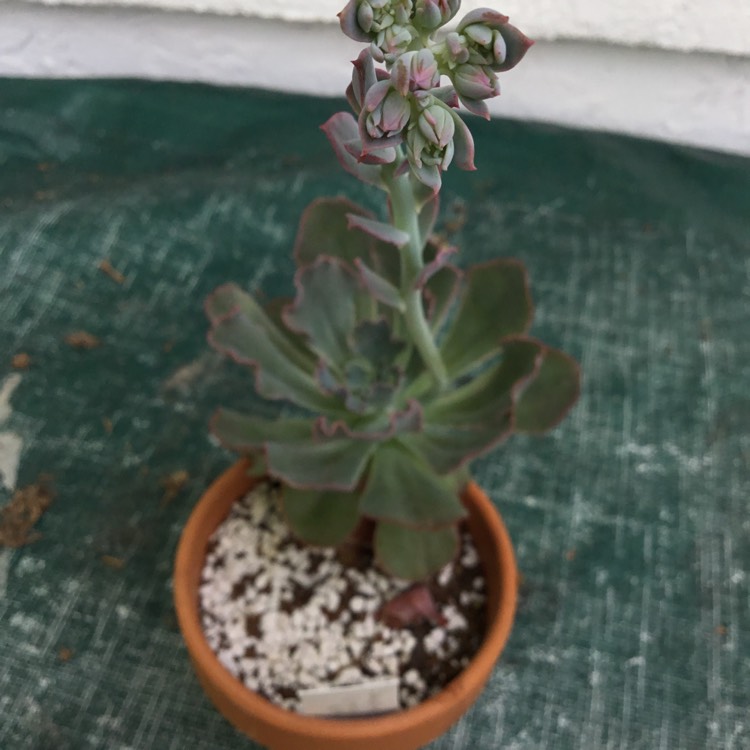 Plant image Echeveria Crinoline