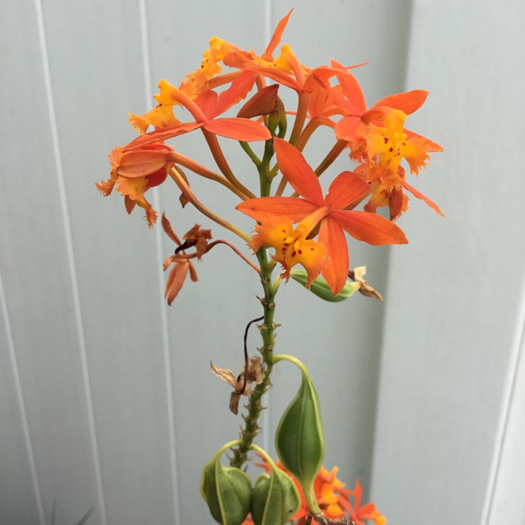 plant image 1342873