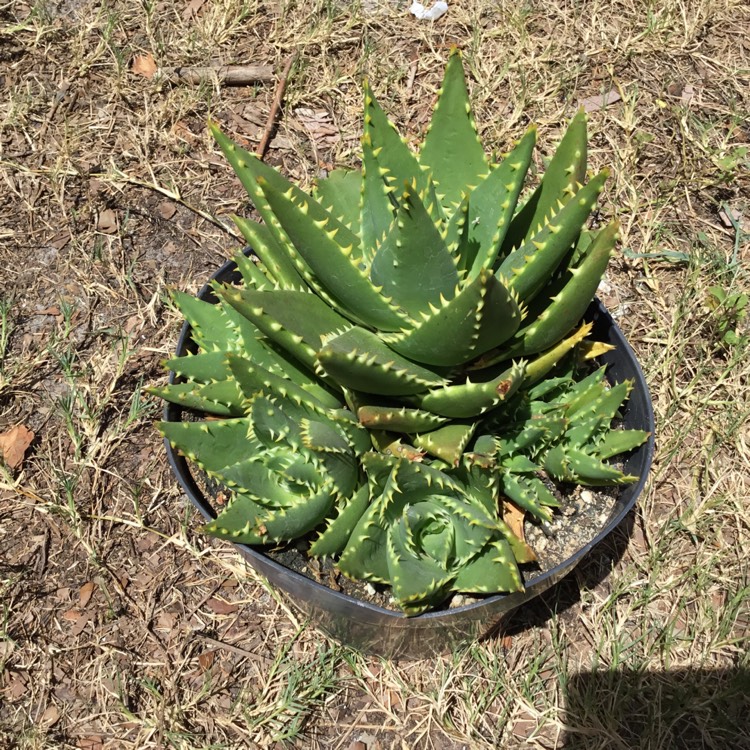 Plant image Aloe ‘T-Rex'