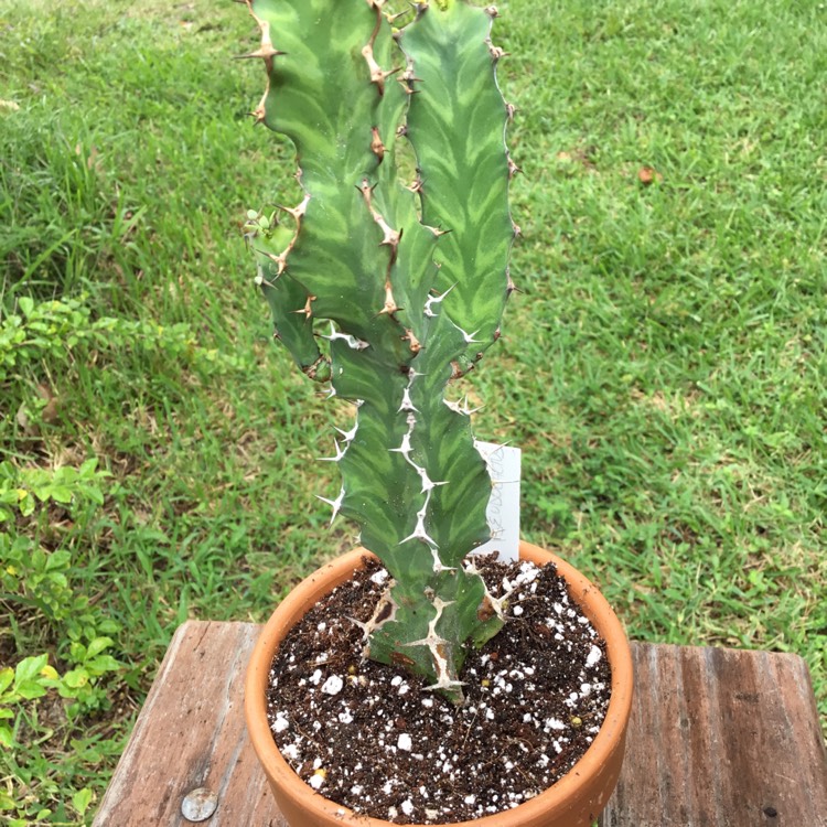 Plant image Euphorbia pseudocactus