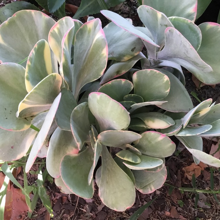 Plant image Kalanchoe Luciae 'Fantastic'