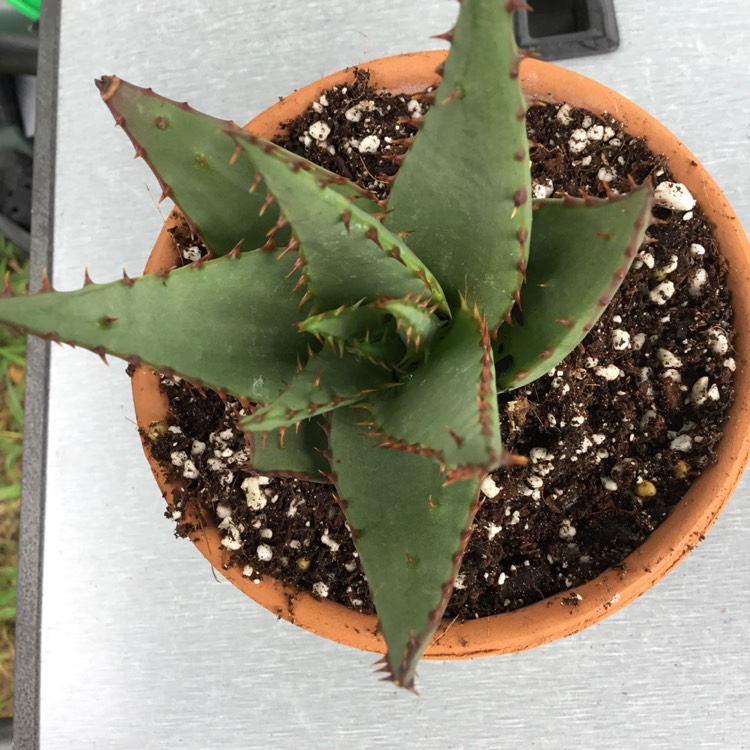 Plant image Aloe Broomii