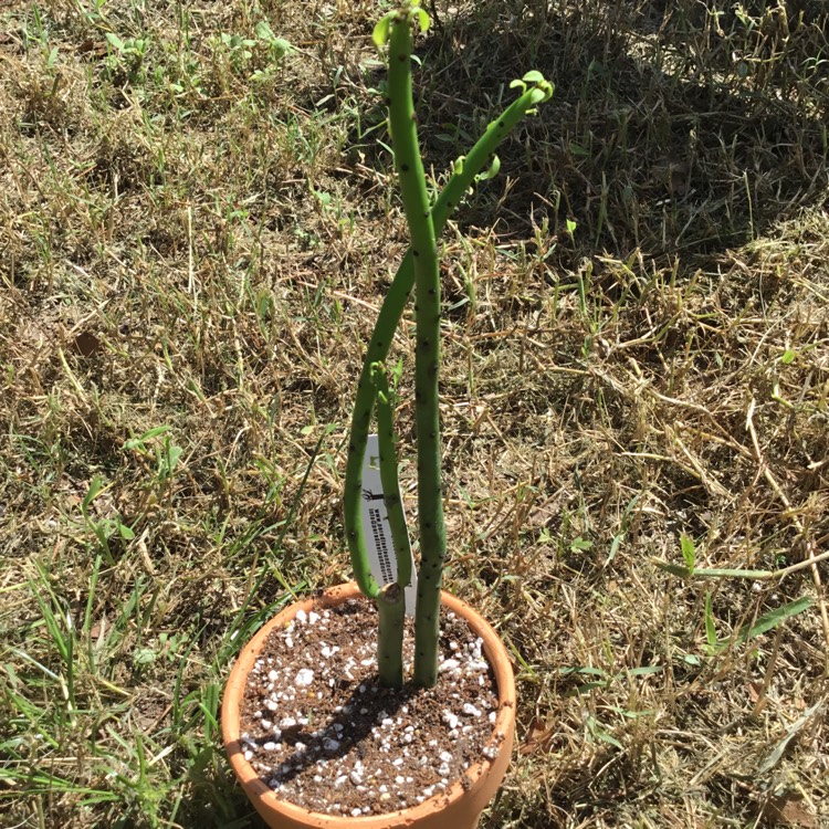 Plant image Euphorbia leucodendron