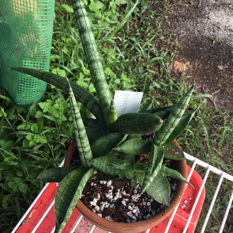 Plant image Sansevieria Boncellensis