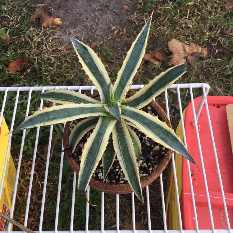 Plant image Agave Xylonacantha Frostbite