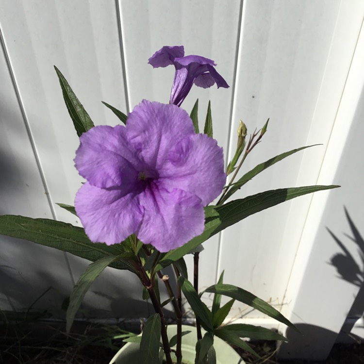 Plant image Ruellia brittoniana 'Purple Showers'