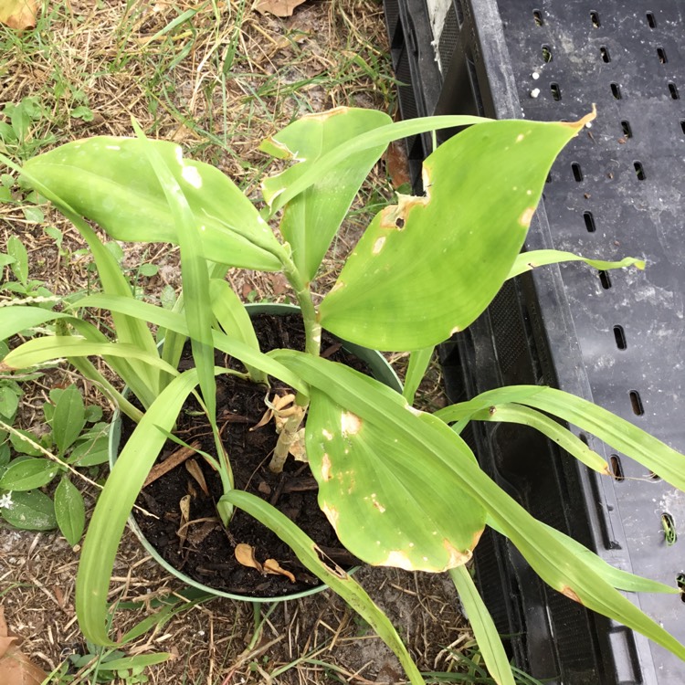 Plant image Costus spicatus