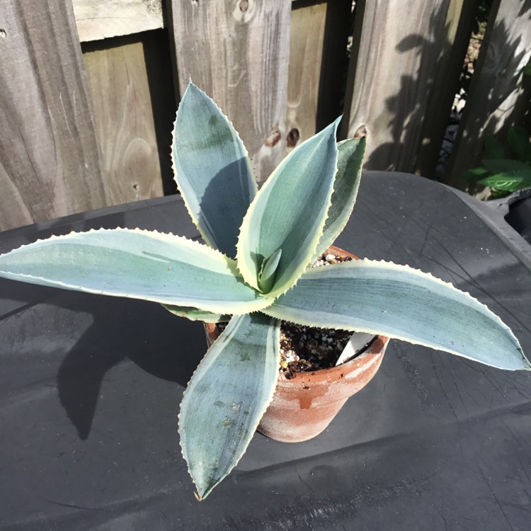 Plant image Agave Gypsophila