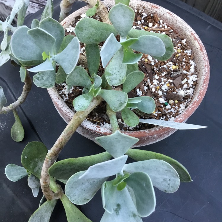 Plant image Cotyledon Orbiculata