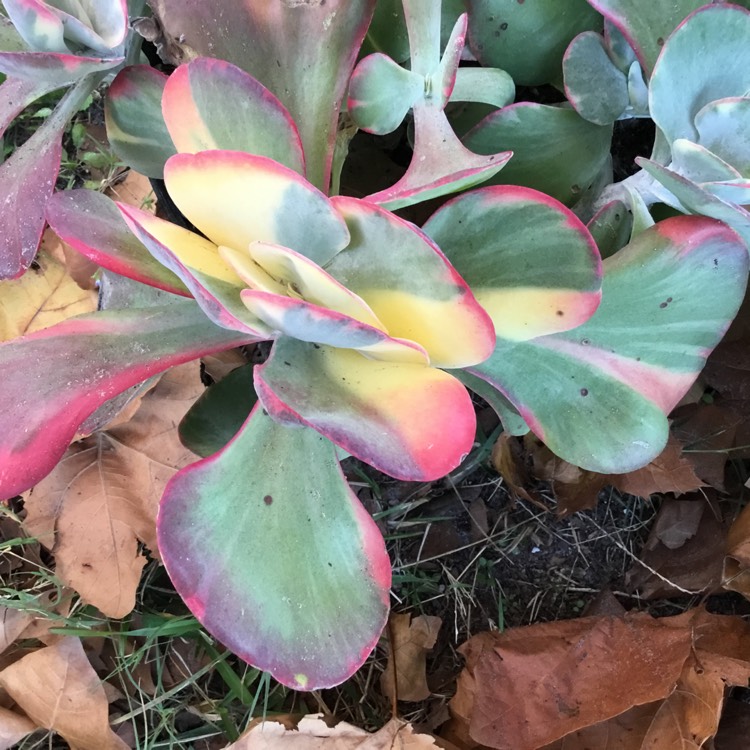 Plant image Kalanchoe Luciae 'Fantastic'