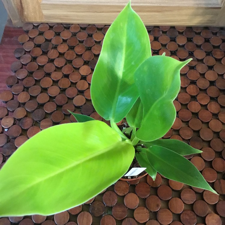 Plant image Philodendron 'Moonlight'